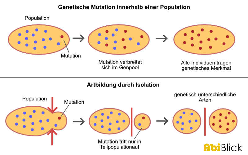 ökologische isolation einnischung