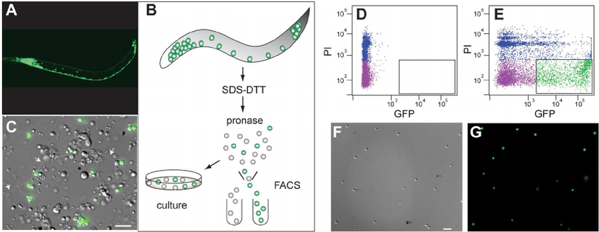 Isolation c elegans