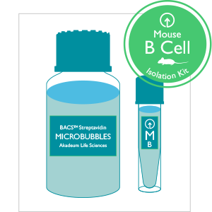 B cell isolation