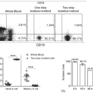 B cell isolation kit ii