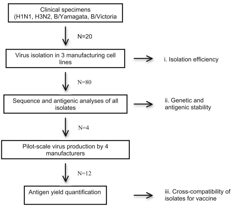 O antigen isolation