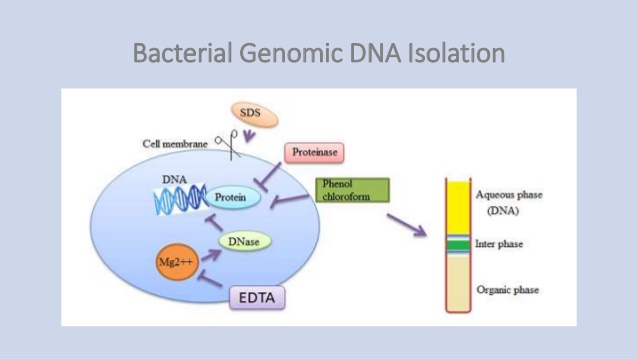 Gdna isolation