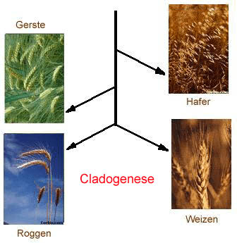 ökologische isolation adaptive radiation