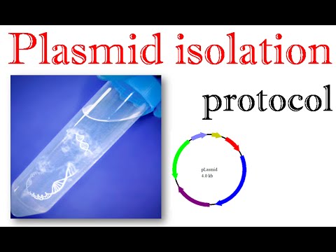 E coli plasmid isolation