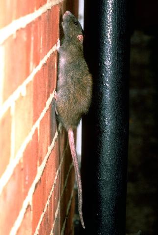 Rat comble