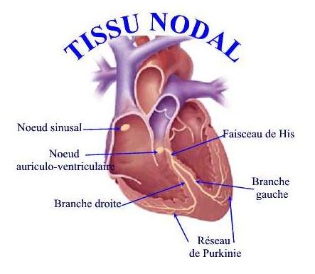 Schéma électrique coeur