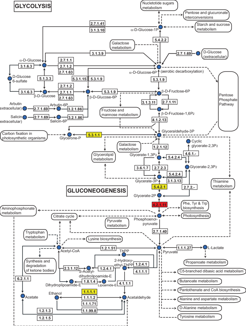 Schema electrique c5 phase 1