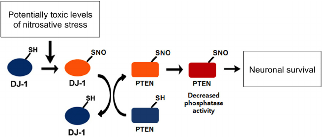 Schema electrique rns d