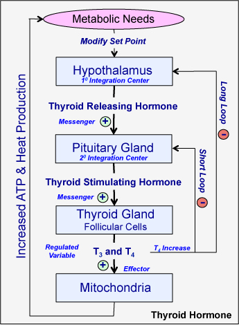 Schema electrique regulation de temperature