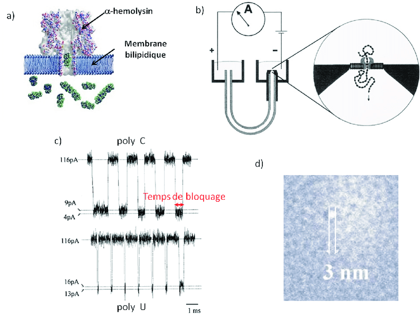 Schéma électrique membrane