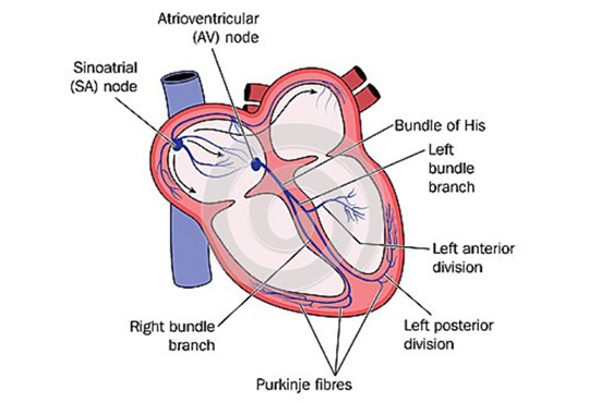 Schéma électrique coeur