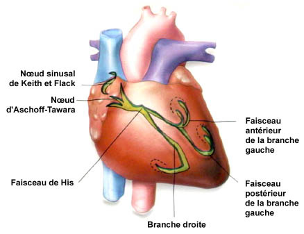 Schéma coeur activité électrique