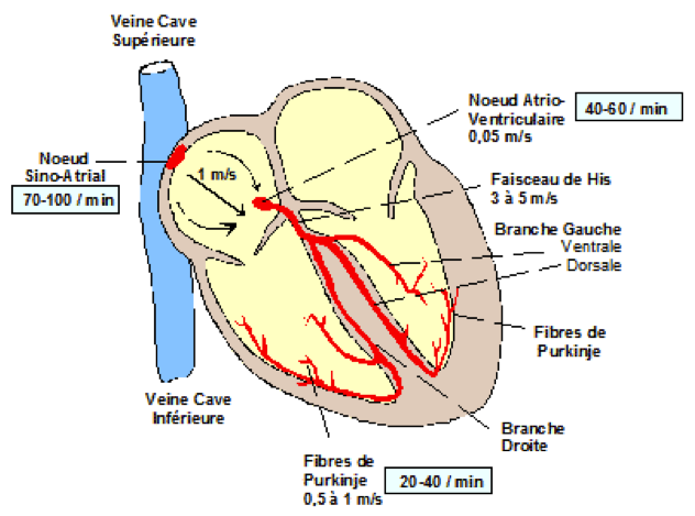 Schéma éléctrique du coeur